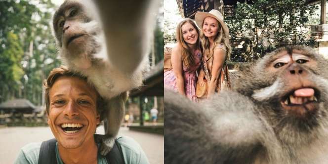 Terkuak! Trik Selfie Monyet di Bali yang Viral