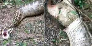 Video Detik-Detik Ular Piton Muntahkan Kambing 40 Kg