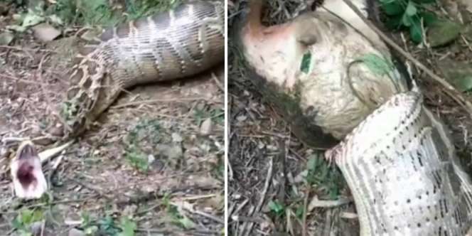 Video Detik-Detik Ular Piton Muntahkan Kambing 40 Kg
