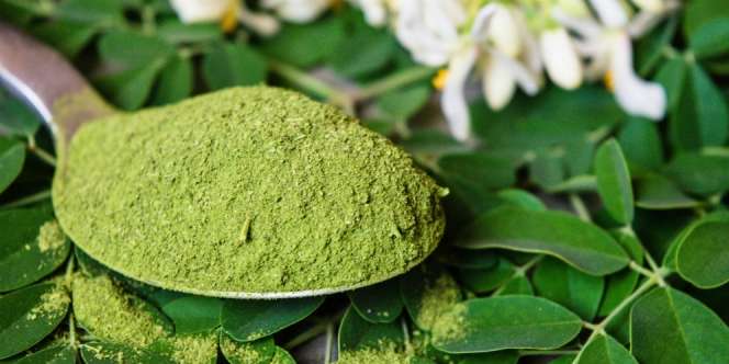 28 Manfaat Daun Kelor untuk Kecantikan dan Kesehatan, Berikut Efek Sampingnya