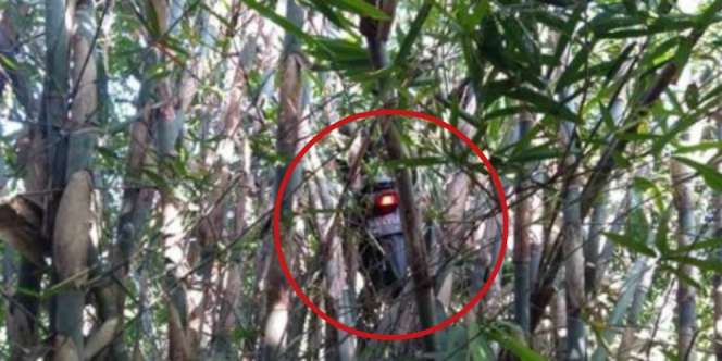 Kisah Driver Dapat Order Mistis, Motor Nyangkut di Pohon Bambu
