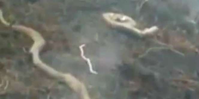 Viral Ular 'Satu Keluarga' Mati Terpanggang Diduga Akibat Kebakaran Lahan