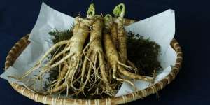 Asal Mula Ginseng, Berawal dari Obat Misterius