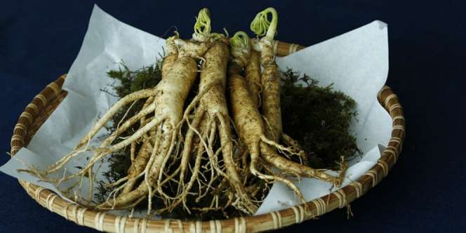 Asal Mula Ginseng, Berawal dari Obat Misterius
