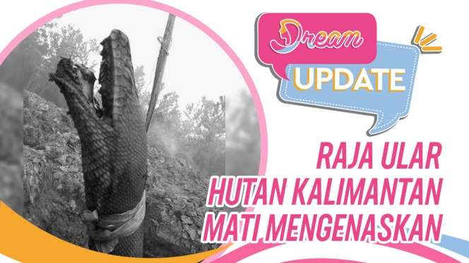 Raja Ular Kalimantan Mati Mengenaskan