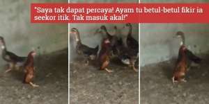 Viral! Ayam Merasa Dirinya Bebek, Lihat Cara Jalannya