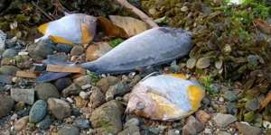 Misteri Ribuan Ikan Mati Mendadak di Ambon, Ini Penjelasan BMKG