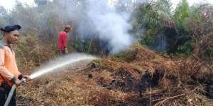 Terancam Punah, Hewan Ini Muncul Saat Kebakaran Hutan di Riau