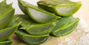17 Manfaat Lidah Buaya untuk Wajah, Rambut dan Bibir yang Jarang Diketahui