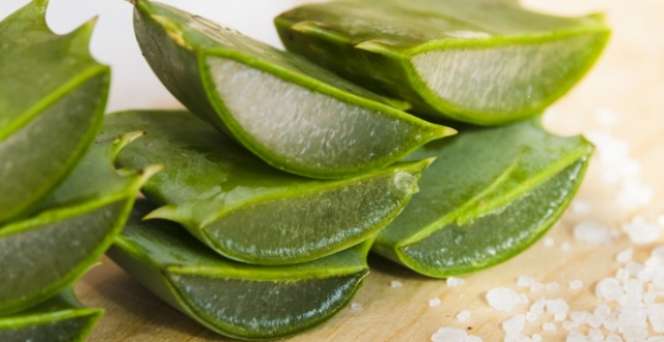 17 Manfaat Lidah Buaya untuk Wajah, Rambut dan Bibir yang Jarang Diketahui