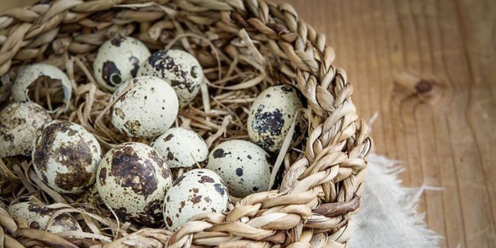 10 Manfaat Telur Puyuh Bagi Kesehatan Tubuh