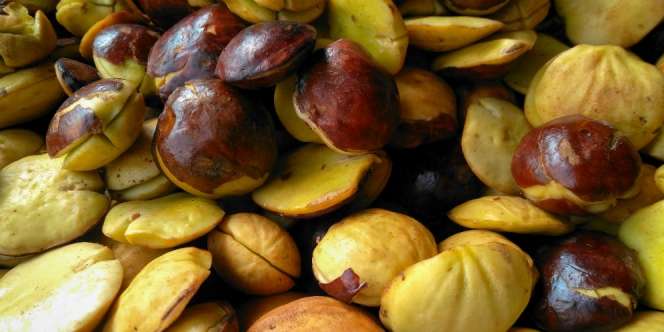 Manfaat Jengkol Untuk Kesehatan, Bisa Redakan Sembelit, hingga Gula Darah