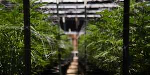 Terilhami Kesuksesan 3 Warganya, Malaysia Izinkan Tanam Ganja