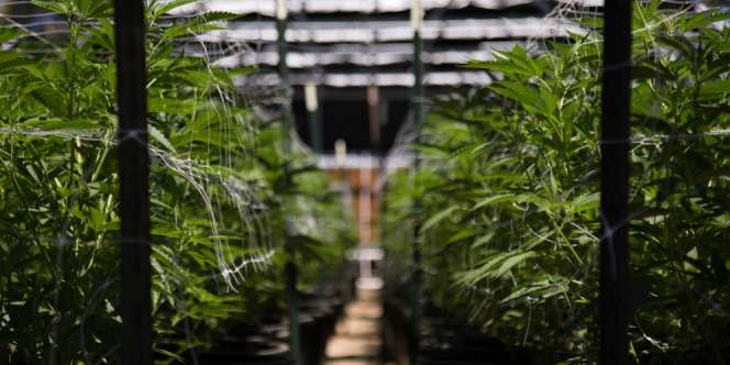 Terilhami Kesuksesan 3 Warganya, Malaysia Izinkan Tanam Ganja
