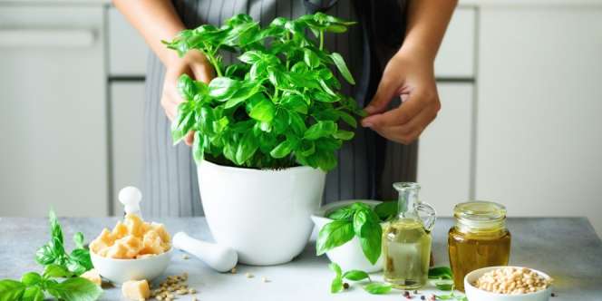 20 Manfaat Daun Kemangi untuk Kesehatan Tubuh, Kulit, dan Rambut