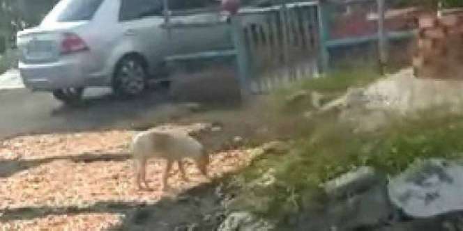 Viral Video Anjing Jilati Udang yang Dijemur