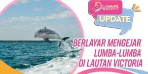 Serunya Berlayar Mengejar Lumba-lumba di Lautan Victoria