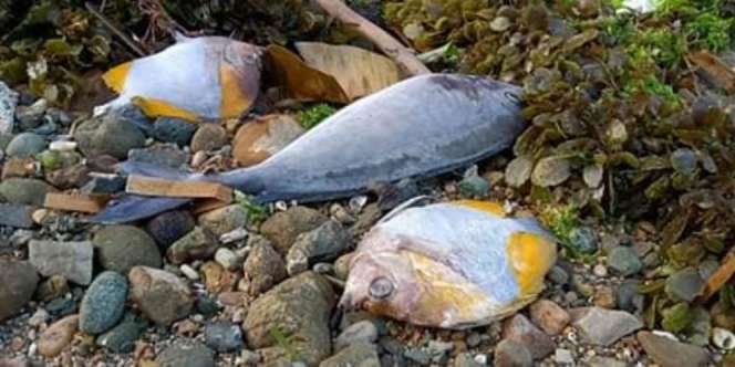 Biota Laut Terdampar di Maluku Akibat Upwelling Bukan Gempa, Fenomena Apa Itu?