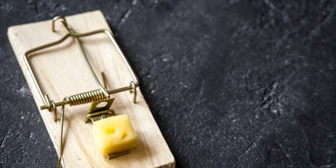 Cara Mencegah Tikus Bersarang di Mesin Mobil `Nganggur`