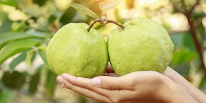 9 Manfaat Buah Jambu bagi Kesehatan Tubuh