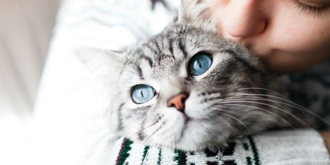 Pria yang Cekoki Miras ke Kucing Ternyata Mahasiswa PTN di DIY