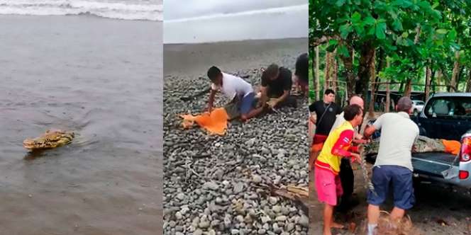 Aksi Berani Pria Tangkap Buaya Hanya Pakai Handuk