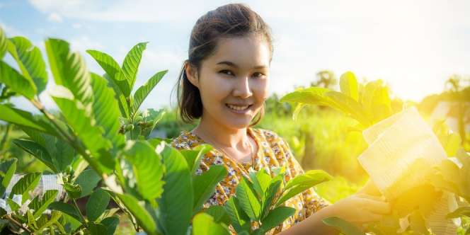 8 Manfaat Daun Jambu Biji Bagi Kesehatan