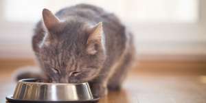 Penasaran dengan Rasanya, Food Vloger Ini Makan Nasi Goreng Pakai Makanan Kucing