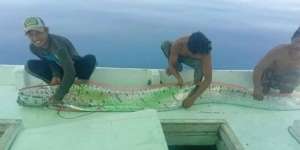 Viral Penemuan Oarfish di Medsos, Pemkab Selayar: Tak Perlu Dibesar-besarkan