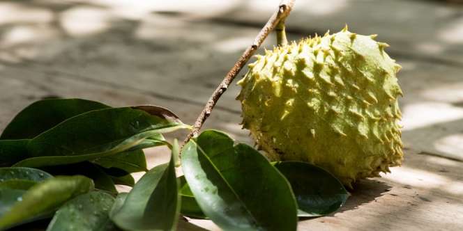 10 Manfaat Daun Sirsak untuk Kesehatan dan Cara Mengolahnya