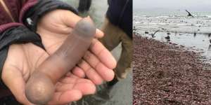 Fakta Seputar `Ikan Penis` yang Terdampar Ribuan Ekor di Pantai Amerika