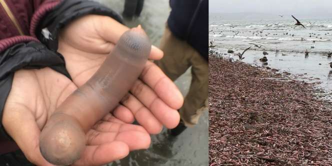 Fakta Seputar `Ikan Penis` yang Terdampar Ribuan Ekor di Pantai Amerika
