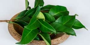 11 Manfaat Daun Salam untuk Asam Urat, Diet, dan Kesehatan
