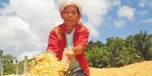 'Mobile Corn Dryer', Pengering Ajaib untuk Jagung