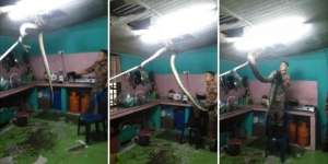 Video Detik-detik Ular Piton Raksasa Ditangkap di Plafon Dapur