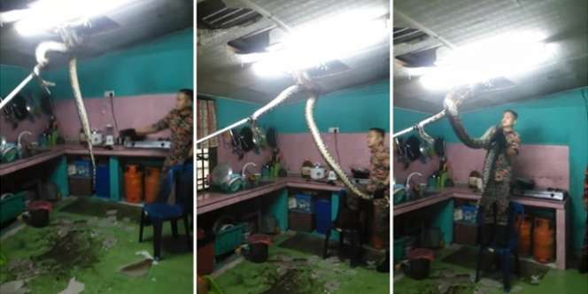 Video Detik-detik Ular Piton Raksasa Ditangkap di Plafon Dapur