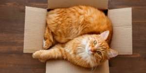 Ini Bukti Bahwa Kucing Banyak Akal...