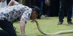 Sok-sokan Atraksi, Bibir Pawang Ular Amatir Dipatuk Kobra