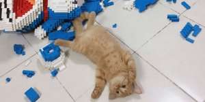 Ekspresi Kucing Oren Rusak Lego Doraemon Ini Viral