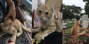 Kucing Sembuh dari Sakit Usai Ziarahi Makam Tuannya
