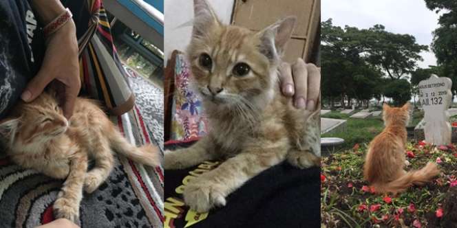 Kucing Sembuh dari Sakit Usai Ziarahi Makam Tuannya