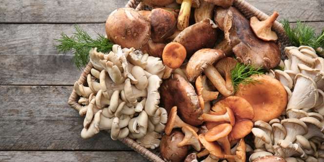 Manfaat Jamur Tiram, Cari Tahu Juga Pengolahan dan Penyimpanannya Yuk