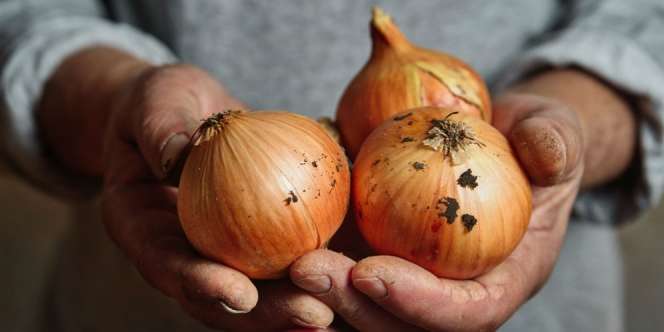 Dihindari Karena Bau Mulut, Begini Manfaat Ajaib Bawang Bombay untuk Kesehatan