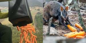 Australia Jatuhkan Ribuan Sayuran dari Langit Selamatkan Hewan Kelaparan