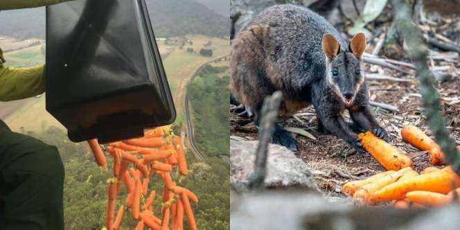 Australia Jatuhkan Ribuan Sayuran dari Langit Selamatkan Hewan Kelaparan