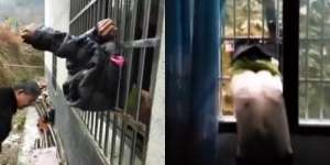Video Detik-Detik Maling Nyangkut di Terali Besi