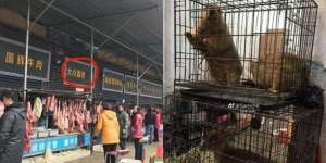 Sumber Awal Muncul Virus Corona, di Kota Ini Daging Hewan Apapun Dimakan