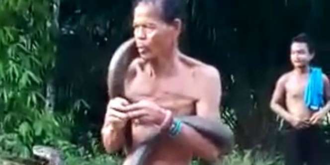 Terlalu Santai Usai Berkali-kali Digigit King Cobra, Pawang Ular di Kalbar Tewas
