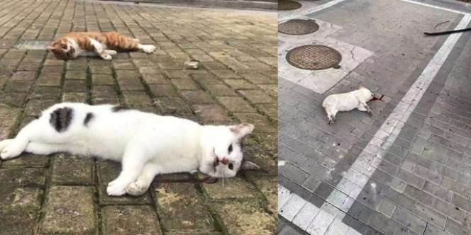 Kucing dan Anjing Dilempar dari Apartemen, Pemilik Takut Tertular Virus Corona
