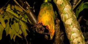 Kelelawar di Indonesia Mengandung Virus Corona, Ini Sebarannya